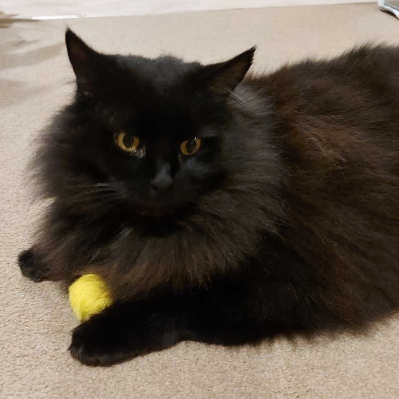 Monty A black cat stares off into space while holding a yellow fluffy ball catnip toy.