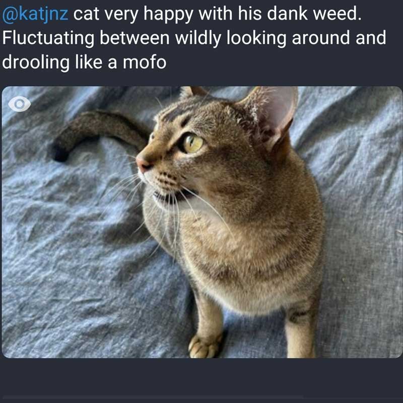A post that reads "cat very happy with his dank weed. Fluctuating between wildly looking around and drooling like a mofo." with an image of a tabby cat staring into space. A post that reads "cat very happy with his dank weed. Fluctuating between wildly looking around and drooling like a mofo." with an image of a tabby cat staring into space.