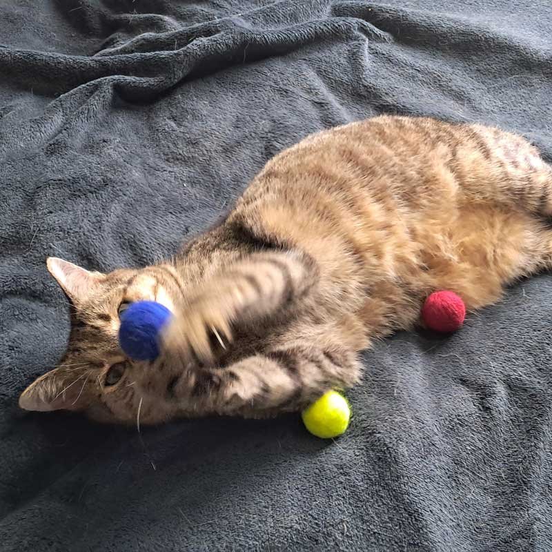 Patu A tabby cat playing with three fluffy ball catnip toys on a black blanket.