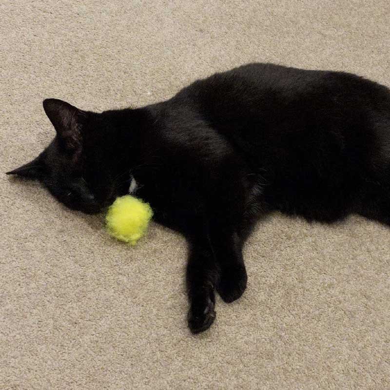 A black cat lies with a well loved neon yellow catnip toy. A black cat lies with a well loved neon yellow catnip toy.