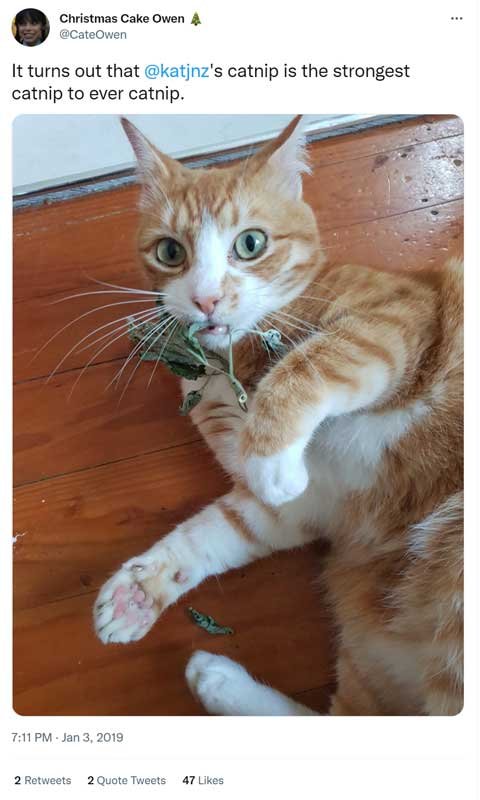 @cateowen tweet @cateowen tweet: "It turns out that @katjnz's catnip is the strongest catnip to ever catnip" and is accompanied by a photo of a ginger tabby cat gripping a stem of catnip, leaves and bud hanging out his mouth.