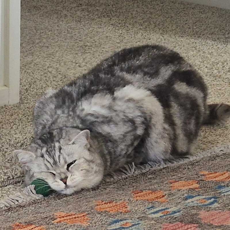 Grey tabby face-squishing a green fluffy ball catnip toy. Grey tabby face-squishing a green fluffy ball catnip toy.
