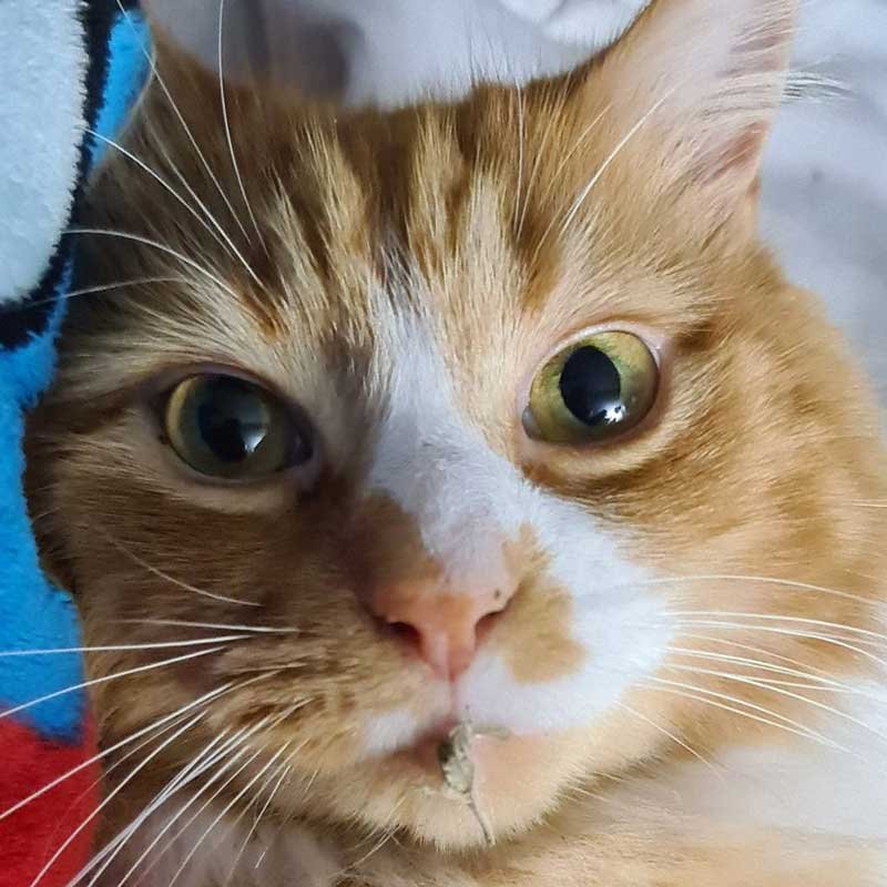 Ed Ginger and white cat staring at the camera with a catnip leaf hanging from his lips.