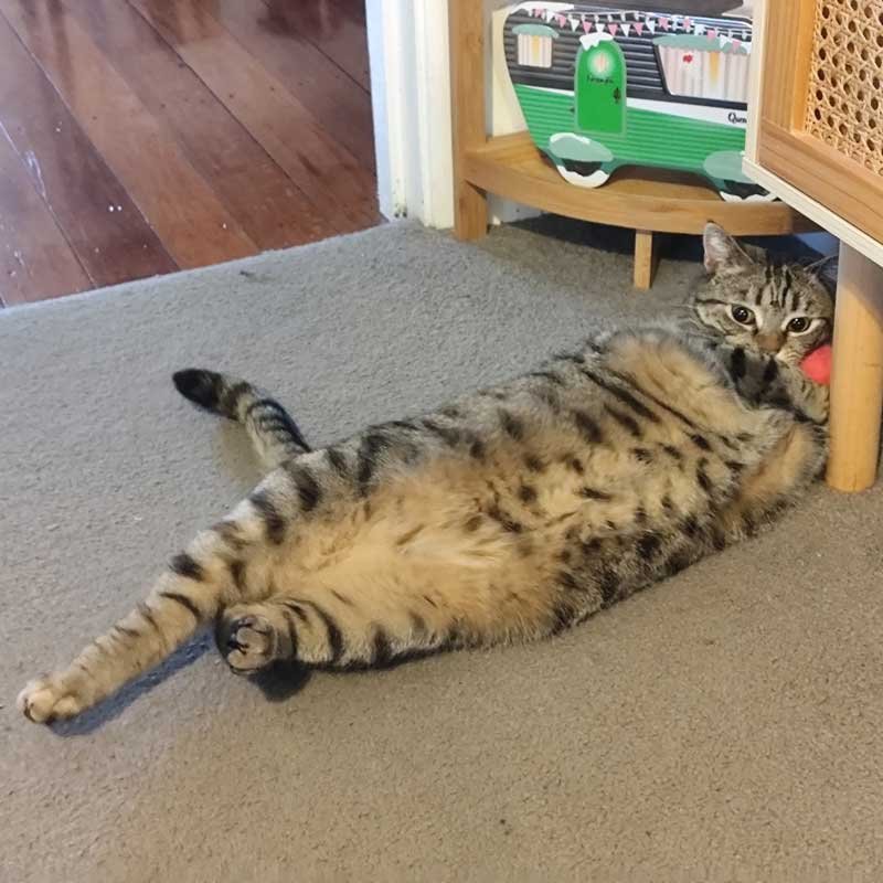 Toni Tabby cat on its side, hugging a red fluffy ball catnip toy.