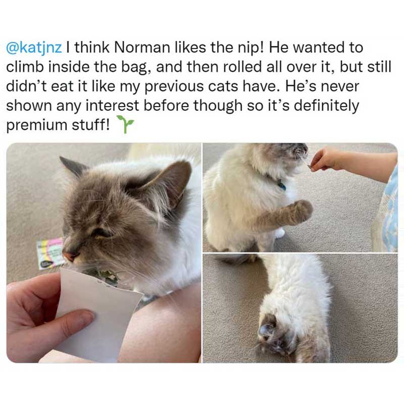 Norman A tweet that reads "I think Norman likes the nip! He wanted to climb inside the bag, and then rolled all over it, but still didn't eat it like my previous cats have. He's never shown an interest before though so it's definitely premium stuff!" with three photos of a ragdoll cat playing with Kat's Nip catnip.