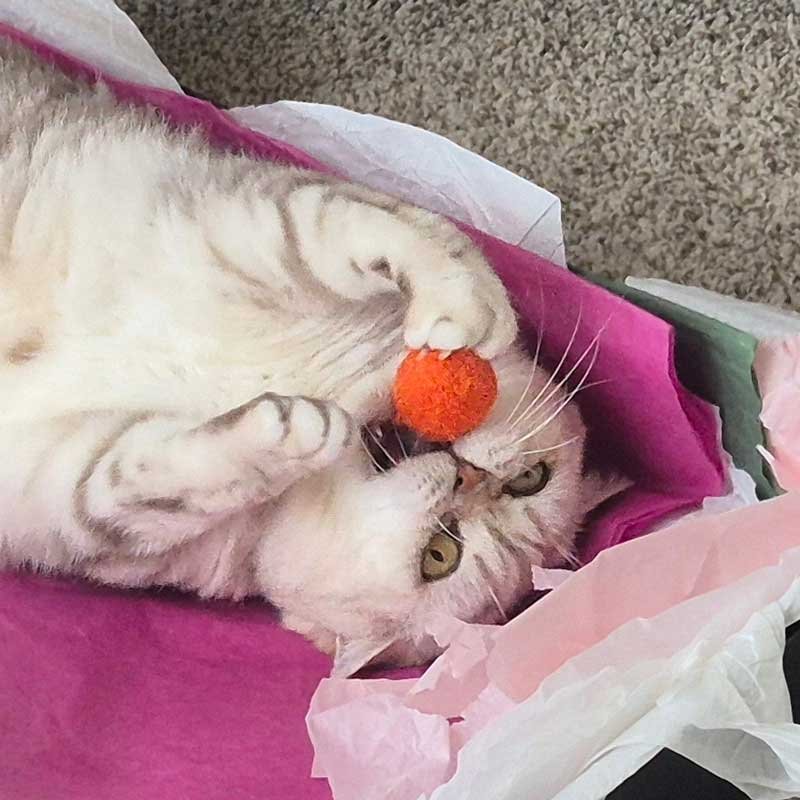 A white cat playing with an orange fluffy ball catnip toy. A white cat playing with an orange fluffy ball catnip toy.