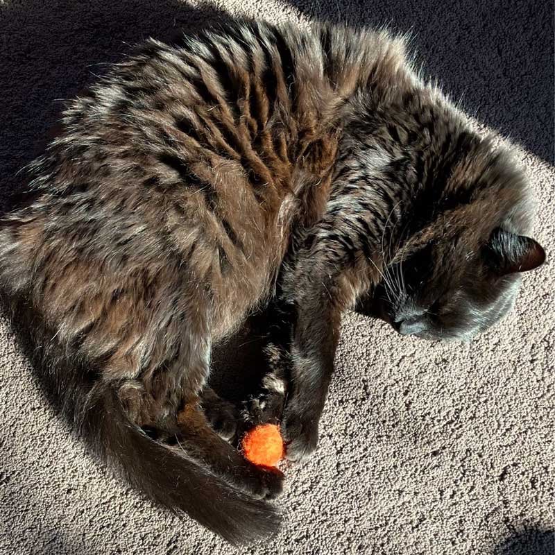 A black cat passed out curled around an orange fluffy ball catnip toy. A black cat passed out curled around an orange fluffy ball catnip toy.