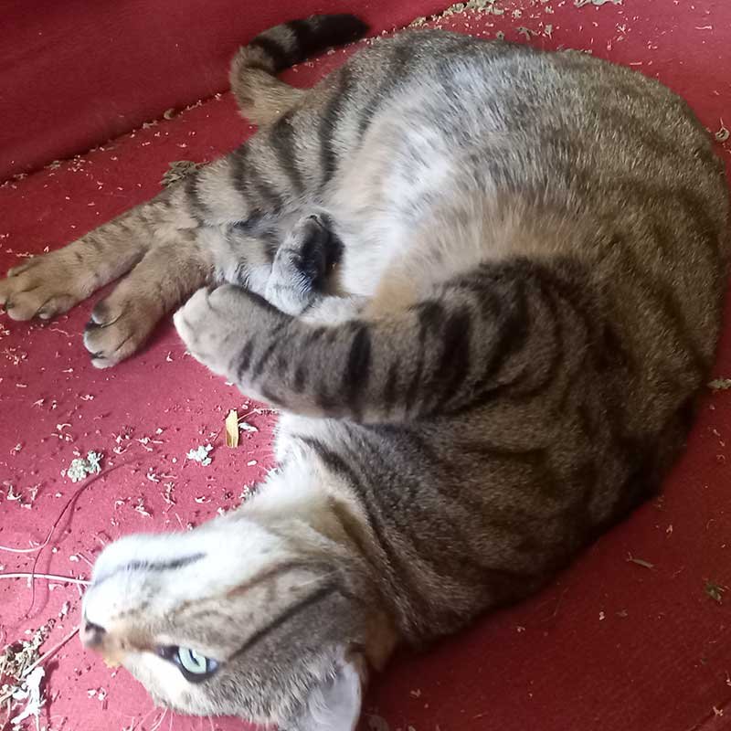 Samurai A tabby cat rolling in lots of catnip.