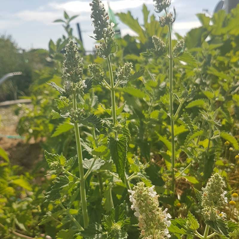 A close shot of catnip in flower. A close shot of catnip in flower.