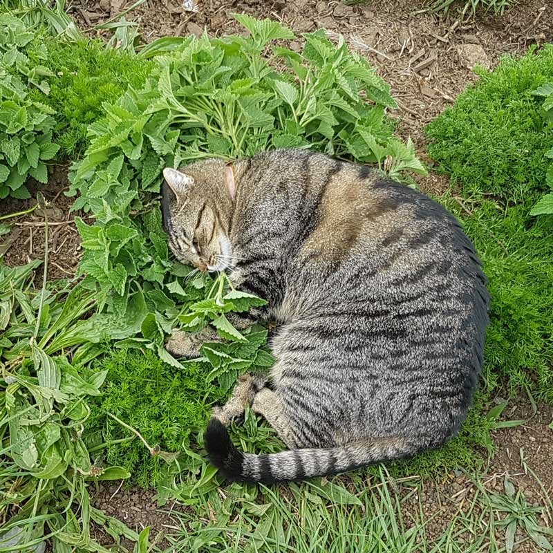A tabby cat smooching a catnip plant. A tabby cat smooching a catnip plant.