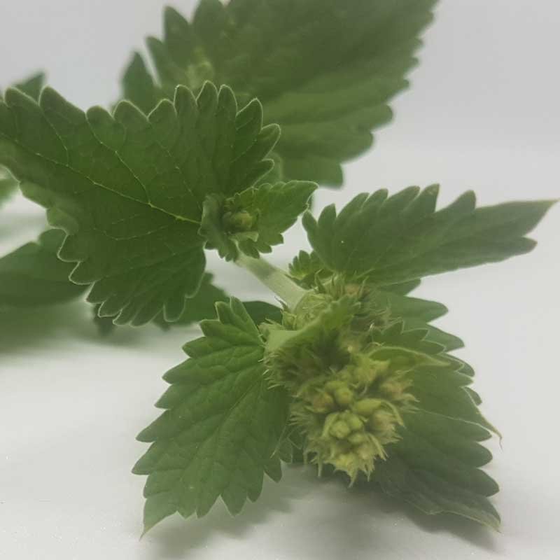 A close shot of a single stem of catnip, including the 'bud'. A close shot of a single stem of catnip, including the 'bud'.