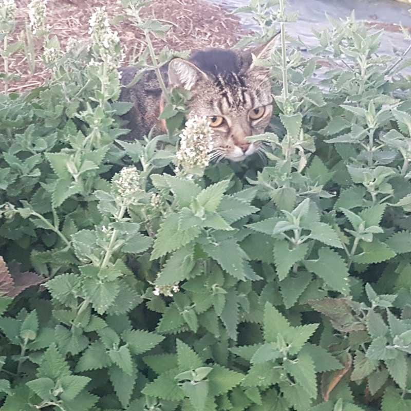 A tabby cat poking her head through a catnip plant. A tabby cat poking her head through a catnip plant.