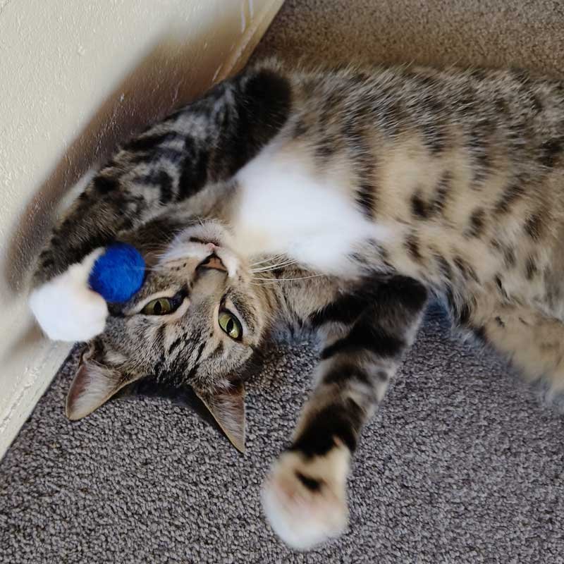 Remy the tabby cat plays with a blue fluffy ball catnip toy. Remy the tabby cat plays with a blue fluffy ball catnip toy.