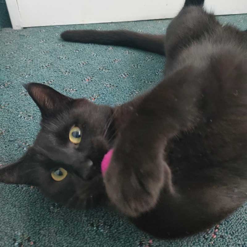 Tūī the black cat plays with a pink fluffy ball catnip toy. Tūī the black cat plays with a pink fluffy ball catnip toy.