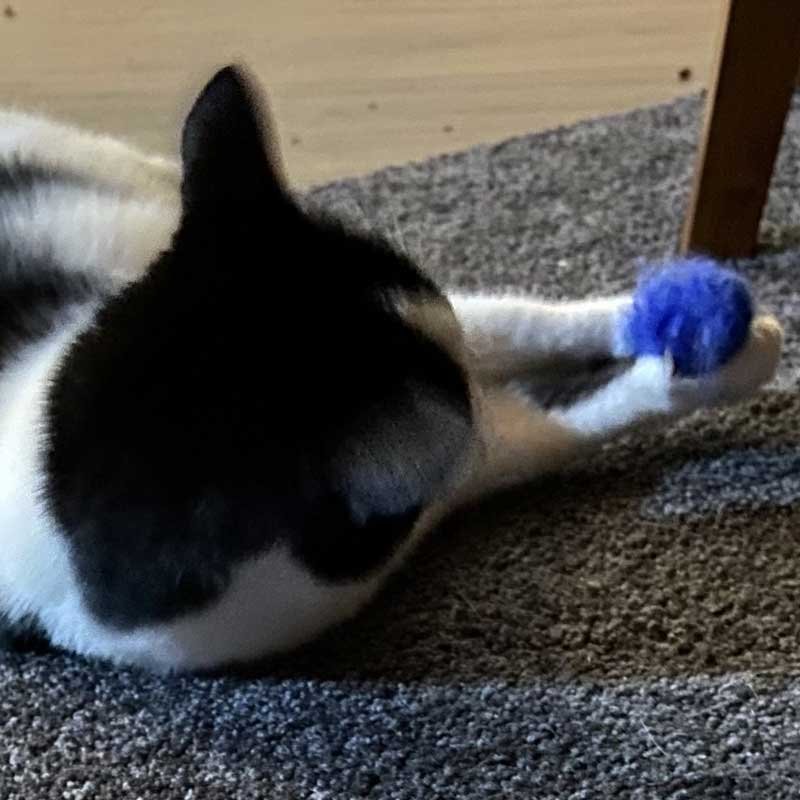 Midget the tuxedo cat plays with a blue fluffy ball catnip toy. Midget the tuxedo cat plays with a blue fluffy ball catnip toy.