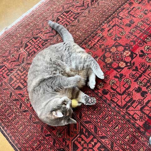 Mela the grey tabby plays with a yellow fluffy ball catnip toy. Mela the grey tabby plays with a yellow fluffy ball catnip toy.