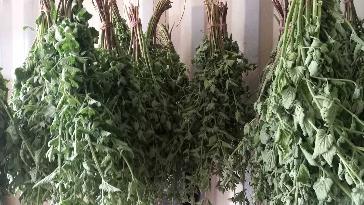 Several bunches of catnip hanging to dry.