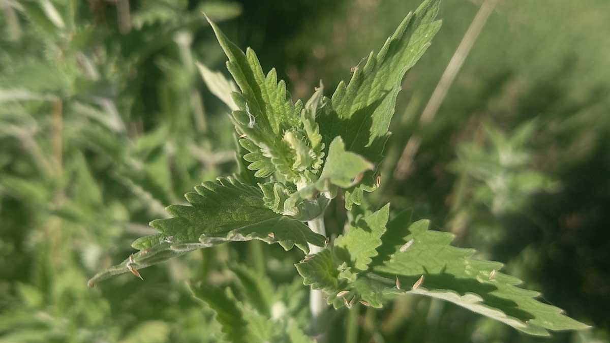 Catnip flower bud at the exact right moment for harvesting.