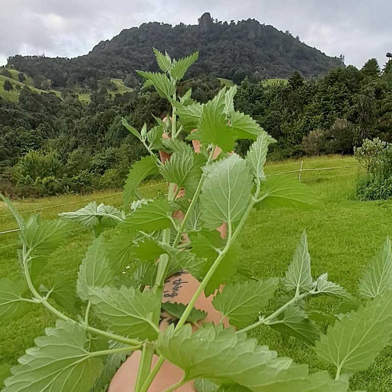 A stem of catnip longer than my arm, with our maunga in the background.