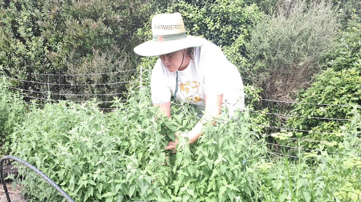 Kat harvesting Kat's Nip. Kat harvesting Kat's Nip.