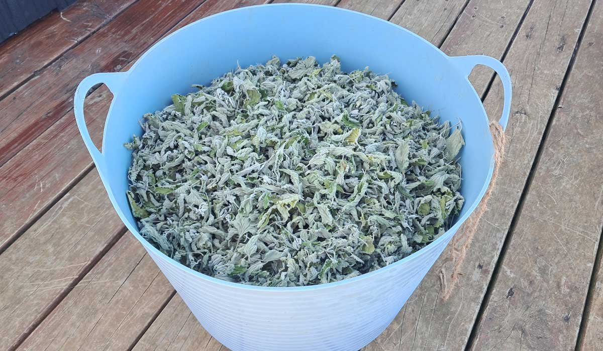 A flexi-bin full of loose-leaf catnip. A flexi-bin full of loose-leaf catnip.