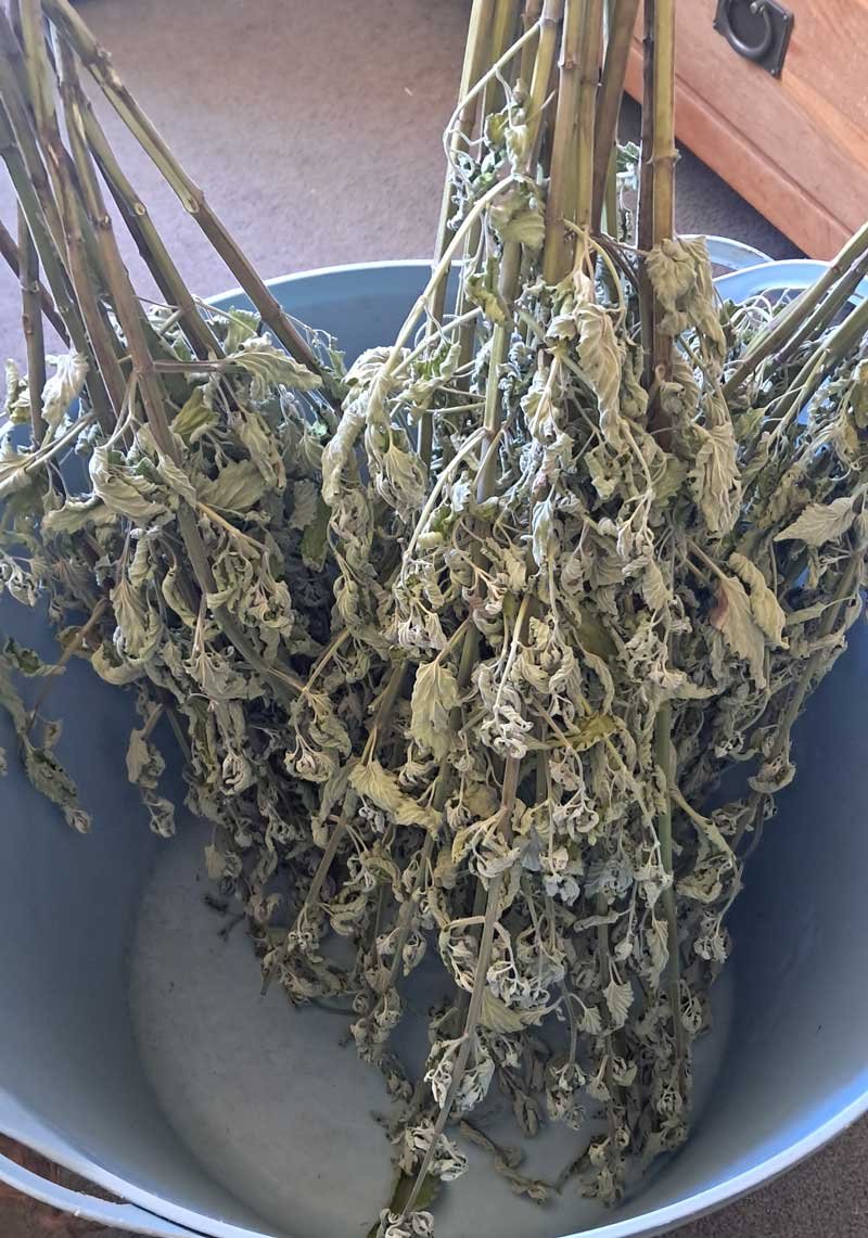 Bunches of dried catnip in a large blue flexi tub.